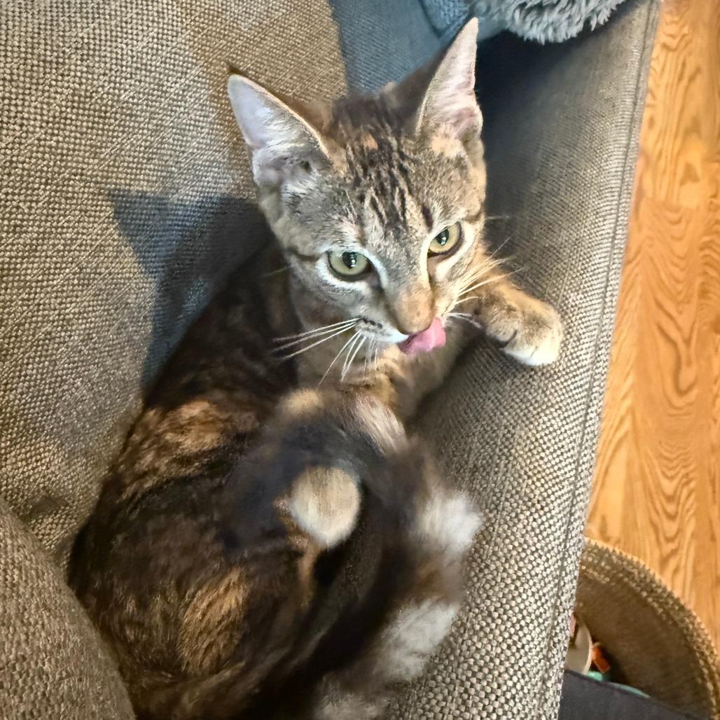 Muffin, a Adoptable Domestic Short Hair in Washington, DC image 3/6