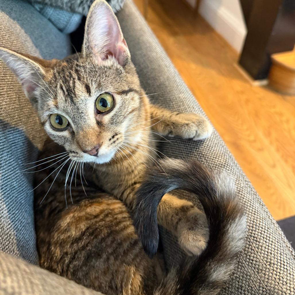 Muffin, a Adoptable Domestic Short Hair in Washington, DC image 4/6