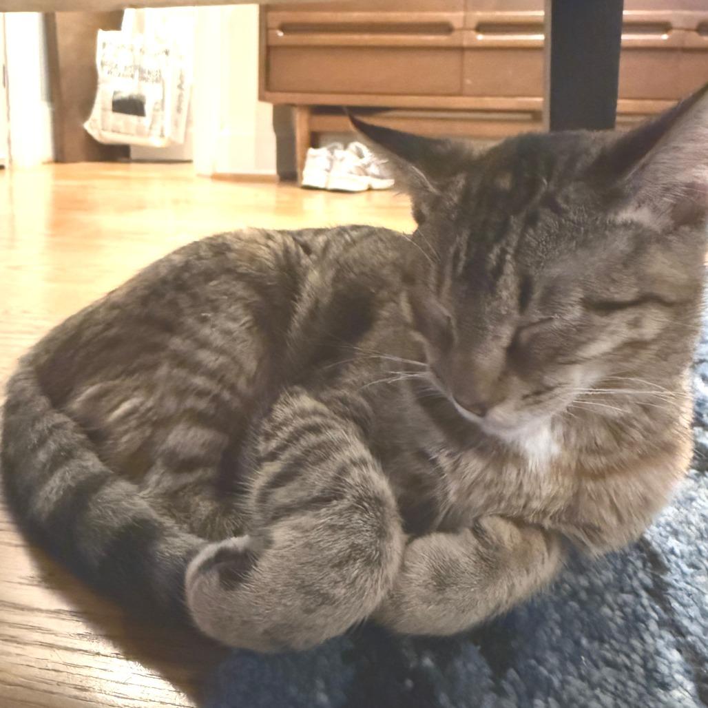 Muffin, a Adoptable Domestic Short Hair in Washington, DC image 5/6