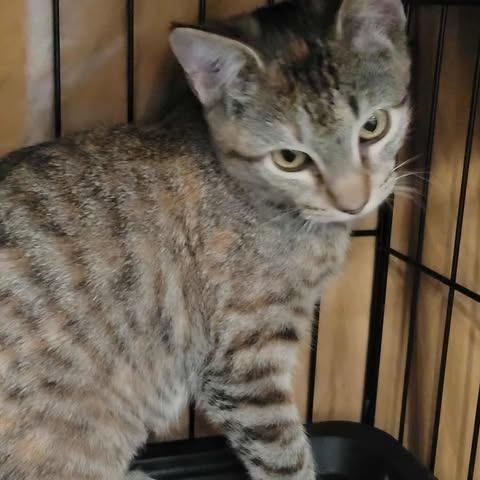 Muffin, a Adoptable Domestic Short Hair in Washington, DC image 6/6