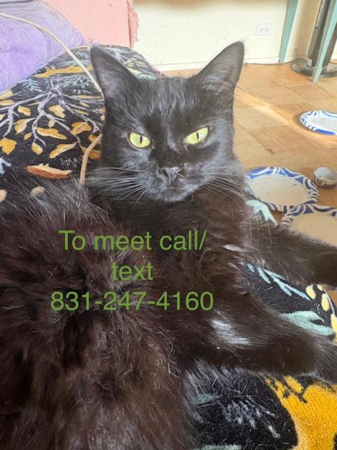 Enlarge Blondie, a ADOPTABLE Domestic Medium Hair in Santa Cruz, CA image 3/4