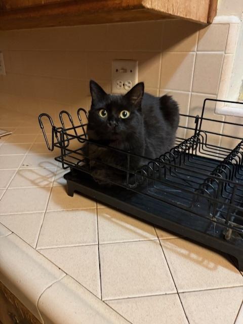 Enlarge Blondie, a ADOPTABLE Domestic Medium Hair in Santa Cruz, CA image 2/4