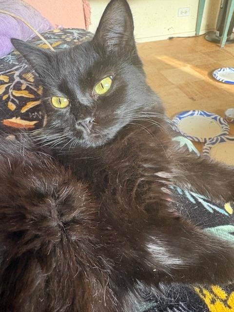 Blondie, ADOPTABLE, Young Female Domestic Medium Hair.