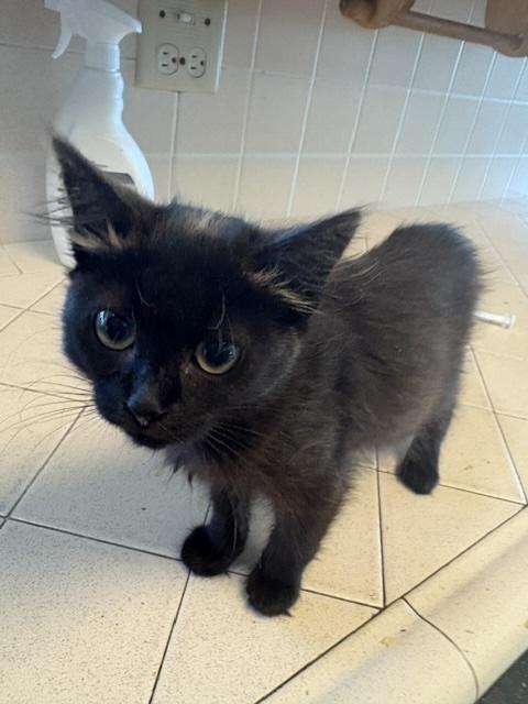Blondie, a ADOPTABLE Domestic Medium Hair in Santa Cruz, CA image 3/5