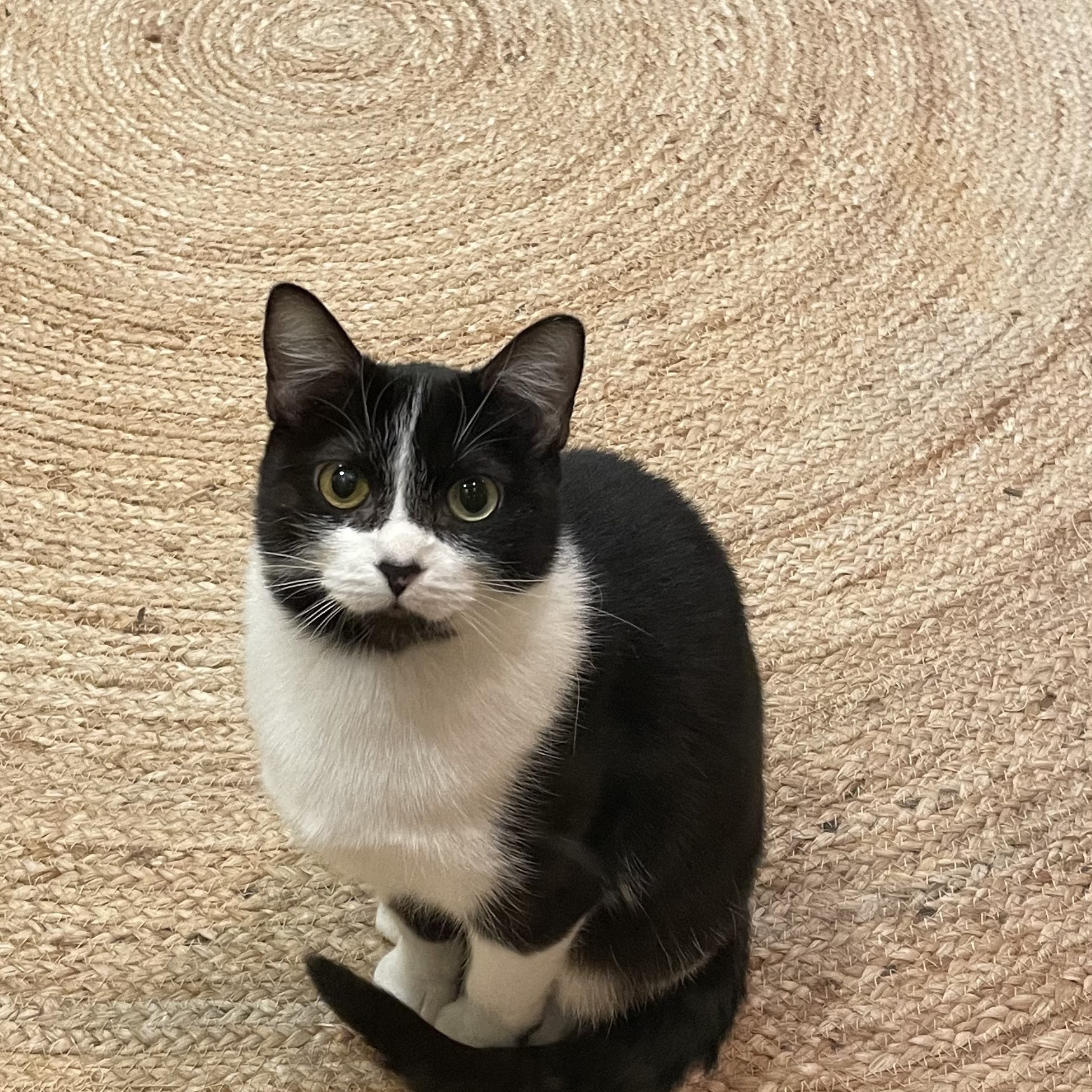 The Coquette Cat!, a Adoptable Domestic Short Hair in Milwaukee, WI image 2/3