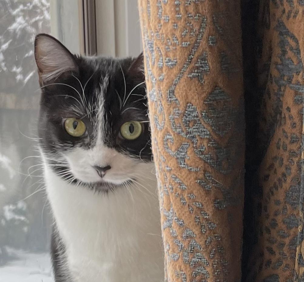 The Coquette Cat!