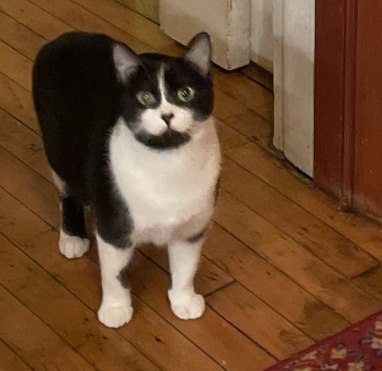 The Coquette Cat!, a Adoptable Domestic Short Hair in Milwaukee, WI image 3/3