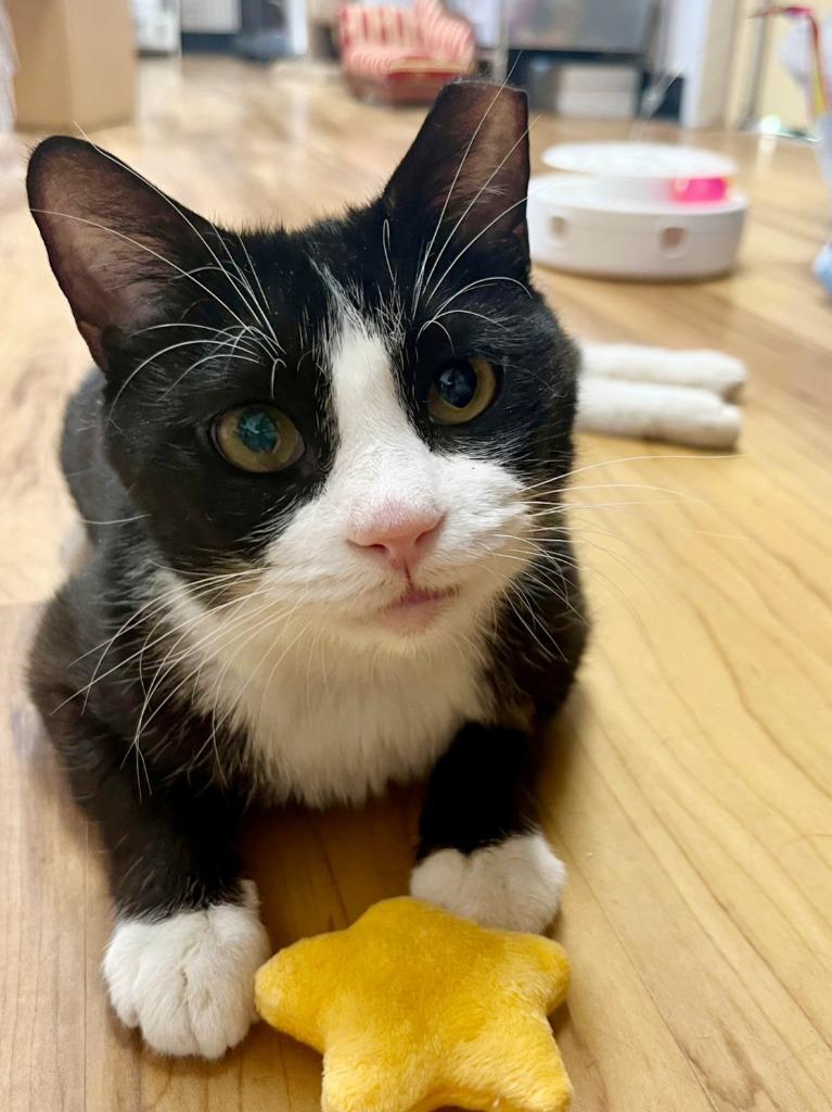 Sterling, Adoptable, Young Male Domestic Short Hair.