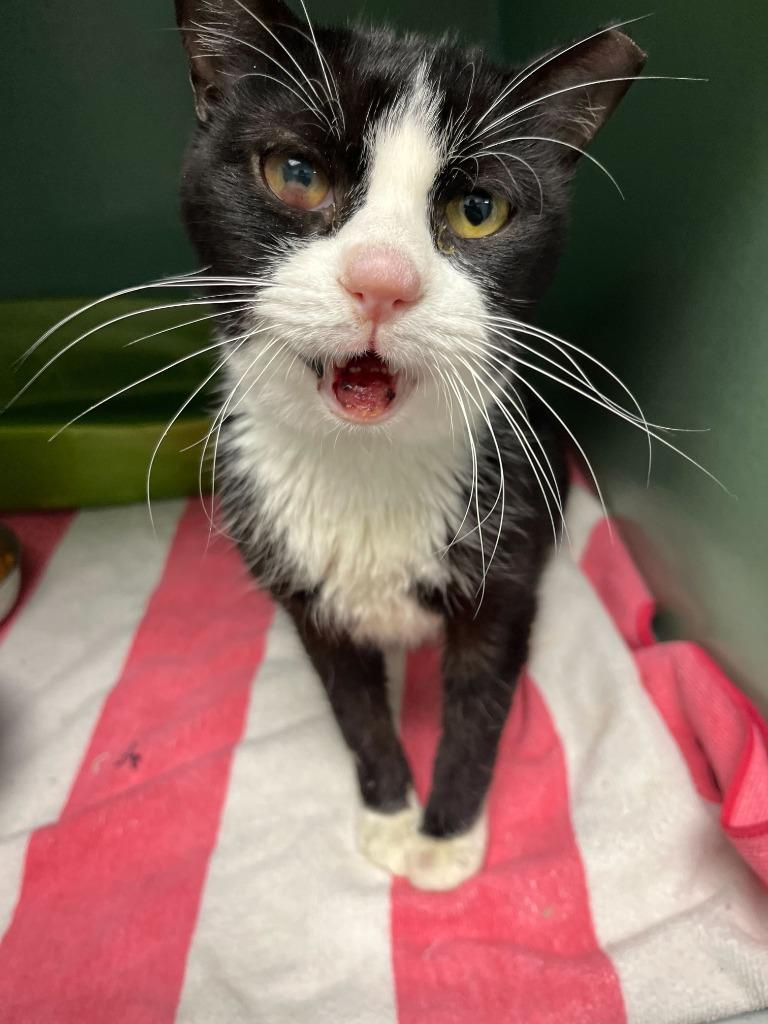 Sterling, Adoptable, Young Male Domestic Short Hair.