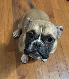 Kali and Bluey bonded pair, ADOPTABLE, Adult Female Boston Terrier.