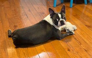 Enlarge Kali and Bluey bonded pair, an adopted Boston Terrier in New York, NY image 2/2