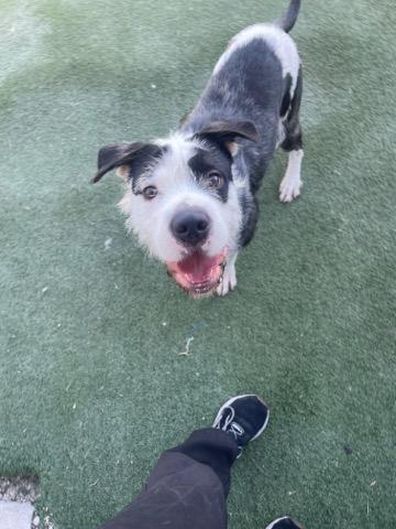 Enlarge Snickerdoodle, a Adopted mixed breed in Rockwall, TX image 1/5