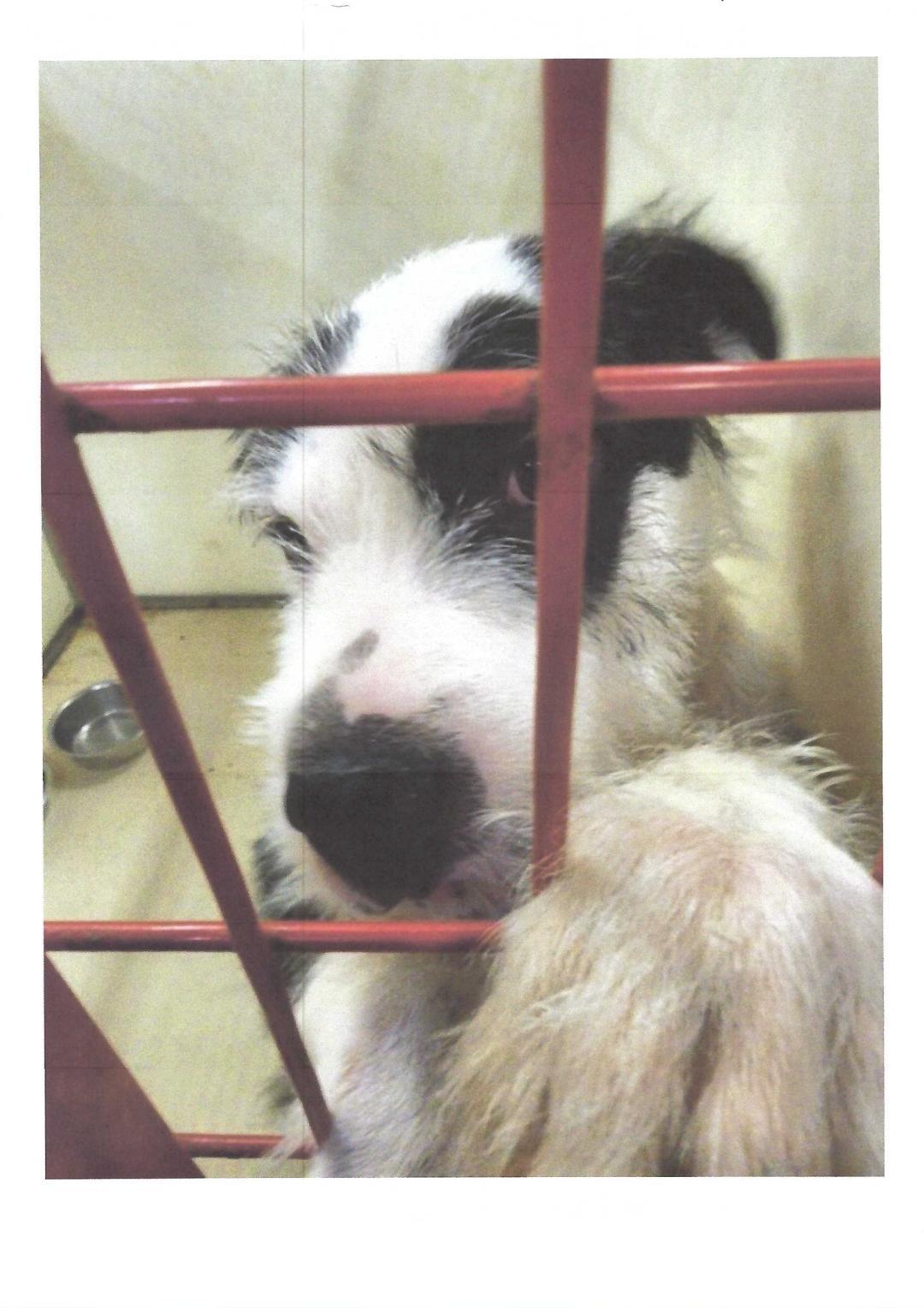 Enlarge Snickerdoodle, a Adopted mixed breed in Rockwall, TX image 2/5