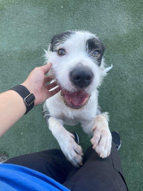 Enlarge Snickerdoodle, a Adopted mixed breed in Rockwall, TX image 3/5