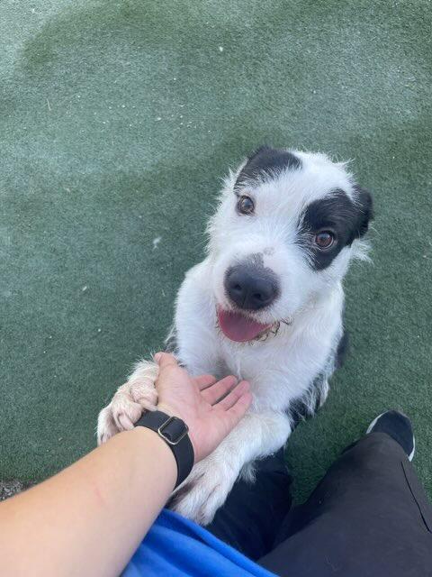 Enlarge Snickerdoodle, a Adopted mixed breed in Rockwall, TX image 4/5