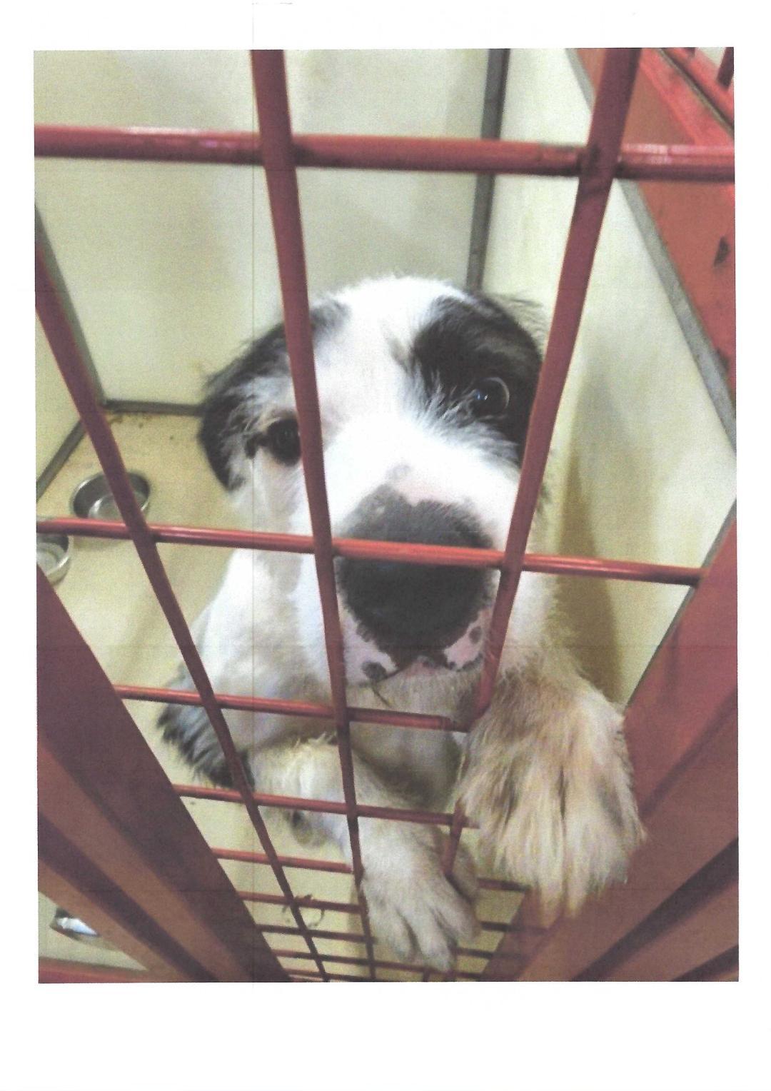 Enlarge Snickerdoodle, a Adopted mixed breed in Rockwall, TX image 5/5