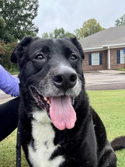 Fry 1183-25, Adoptable, Adult Male Retriever & Mixed Breed.