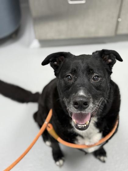 Enlarge Fry 1183-25, a Adoptable mixed breed in Cumming, GA image 2/2