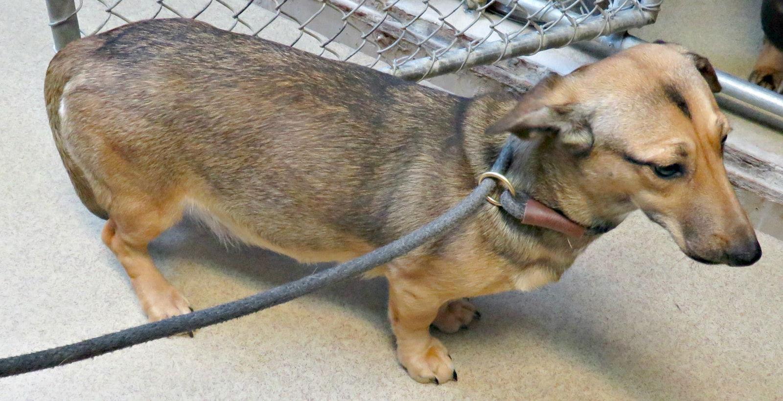 Freya — thumbnail 2