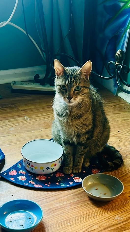 Poppy, Adoptable, Adult Female Domestic Short Hair.