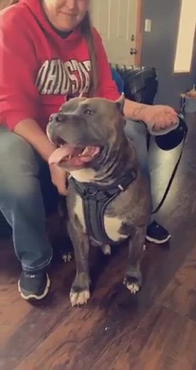 Enlarge Bane, a Adopted Pit Bull Terrier in Indianapolis, IN video 1/6