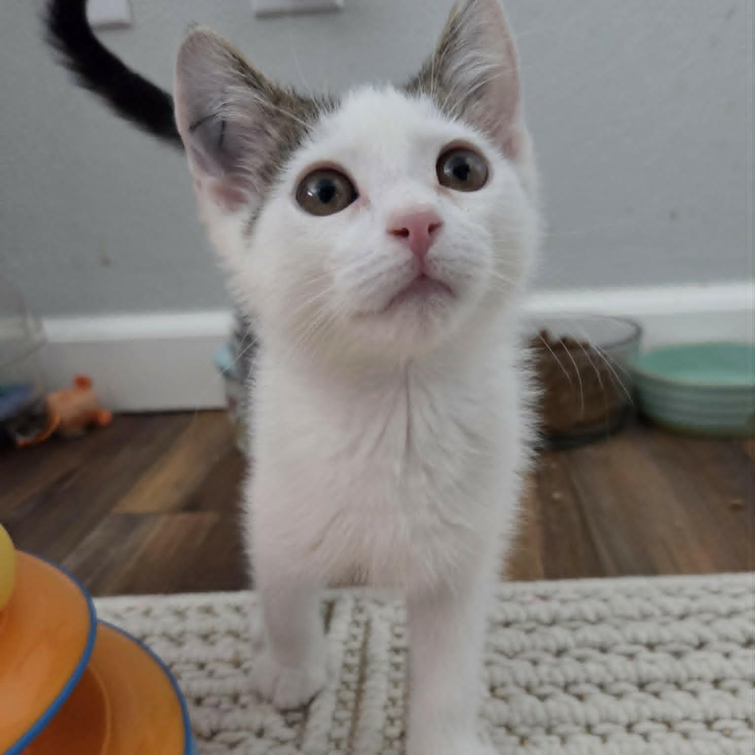 BAYMAX, ADOPTABLE, Kitten Male Domestic Short Hair.