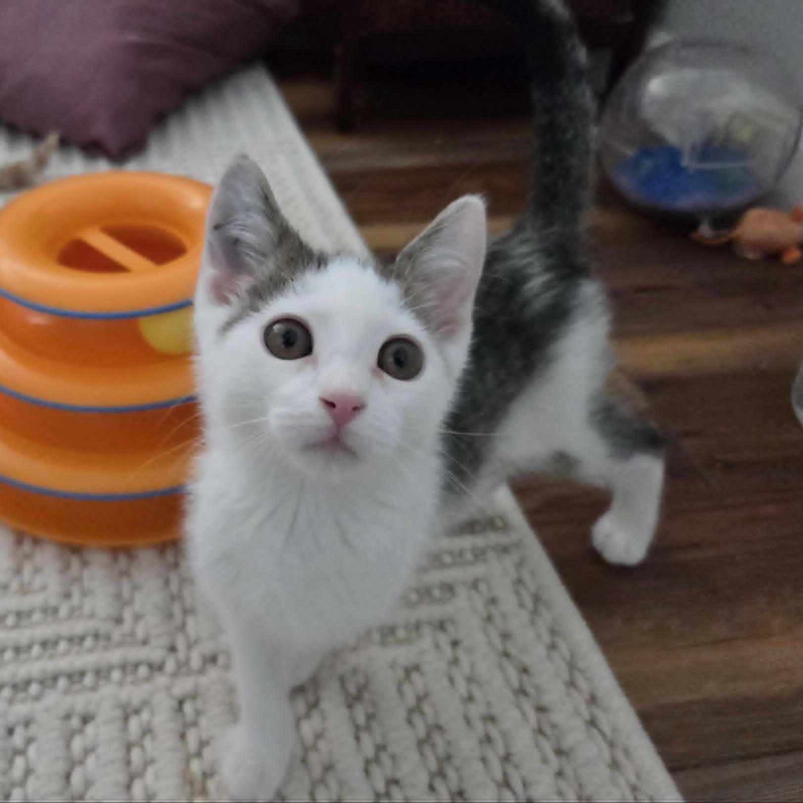 BAYMAX, a ADOPTABLE Domestic Short Hair in Loveland, CO image 4/5