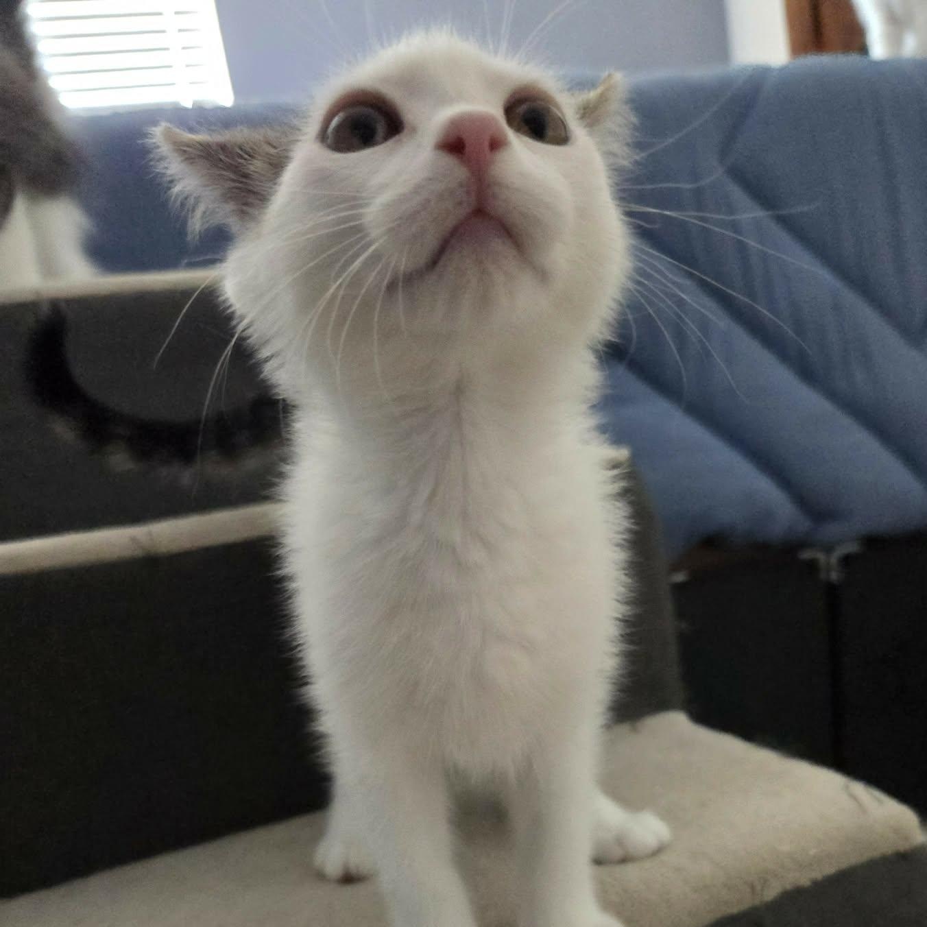 BAYMAX, a ADOPTABLE Domestic Short Hair in Loveland, CO image 2/5