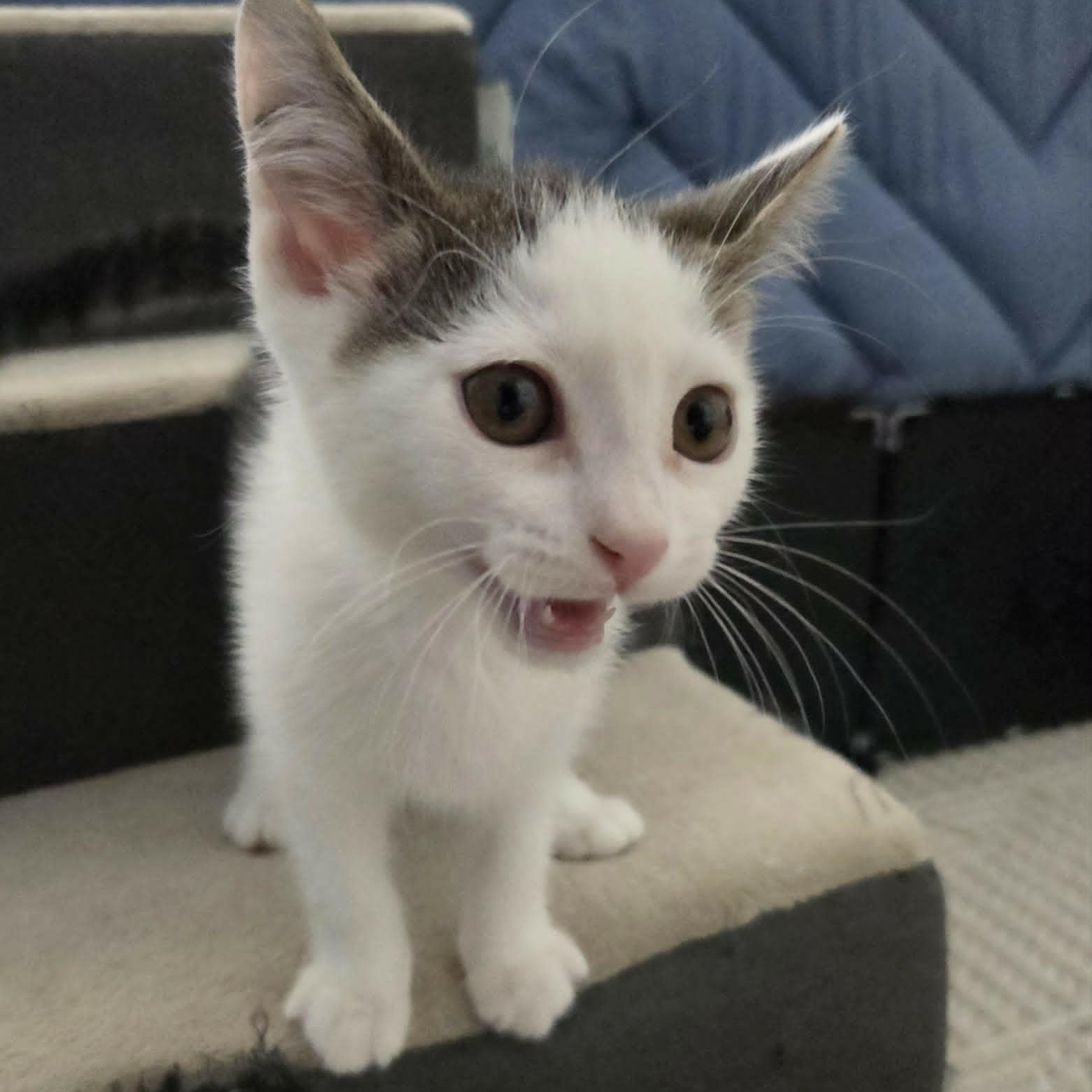 BAYMAX, a ADOPTABLE Domestic Short Hair in Loveland, CO image 3/5