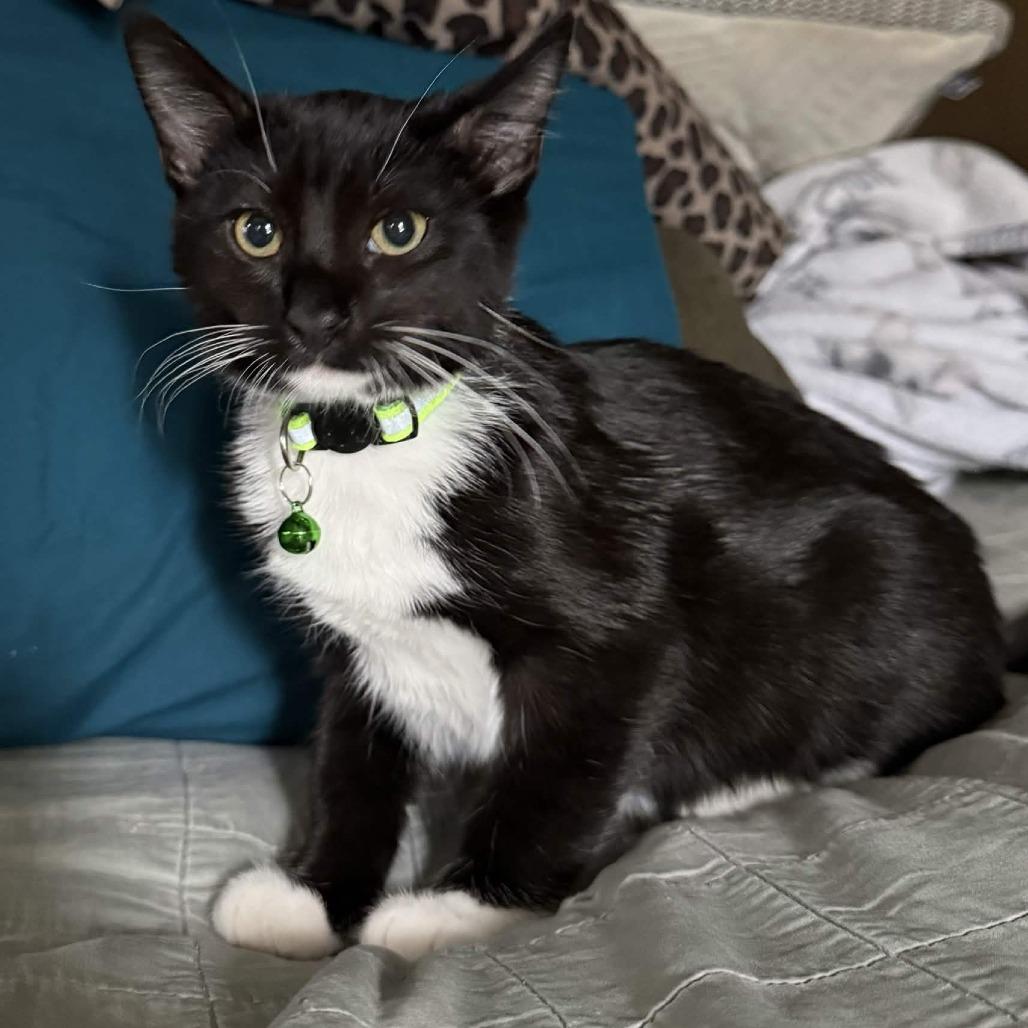 Enlarge Hansel, a Adoptable Domestic Short Hair in Beaumont, TX image 1/4