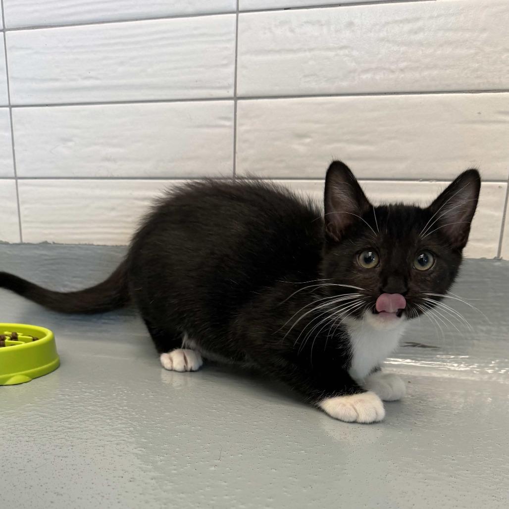 Hansel, Adoptable, Kitten Male Domestic Short Hair.