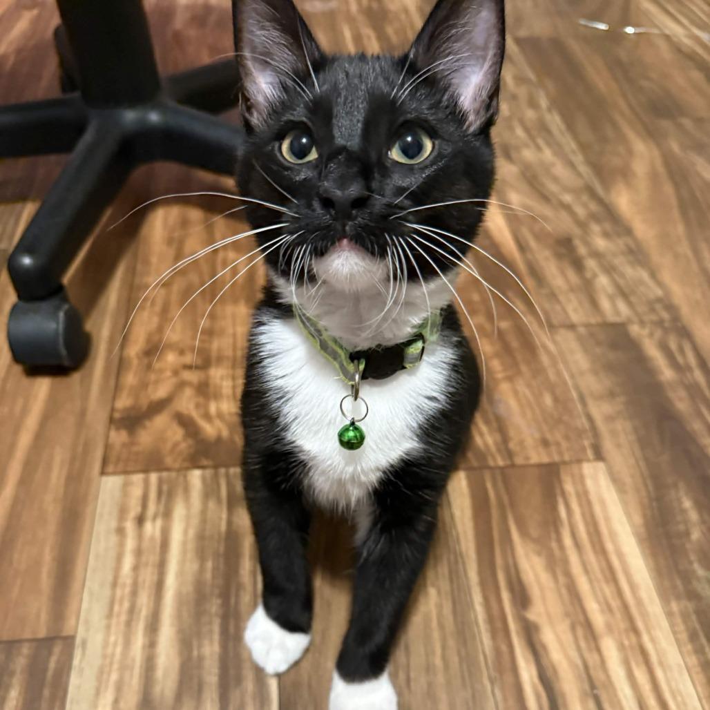 Enlarge Hansel, a Adoptable Domestic Short Hair in Beaumont, TX image 3/4