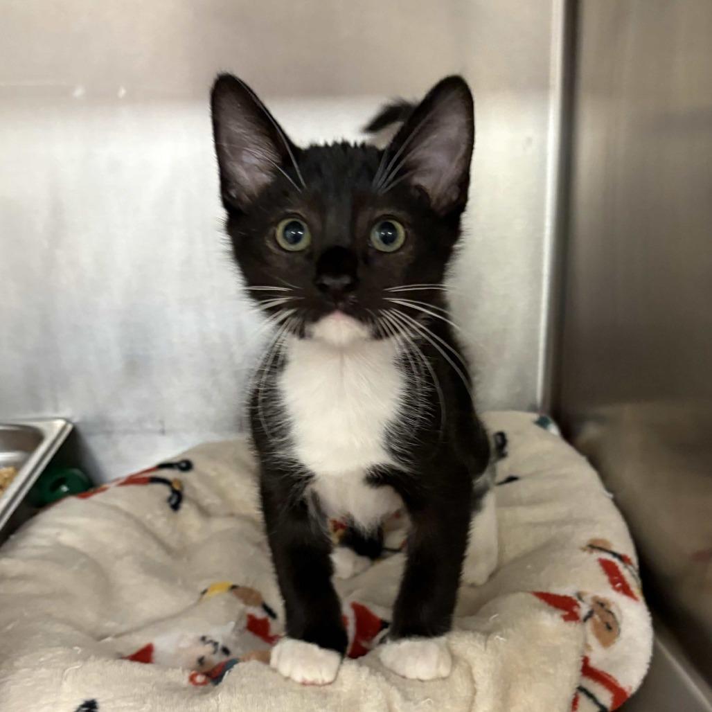 Hansel, a Adoptable Domestic Short Hair in Beaumont, TX image 2/2