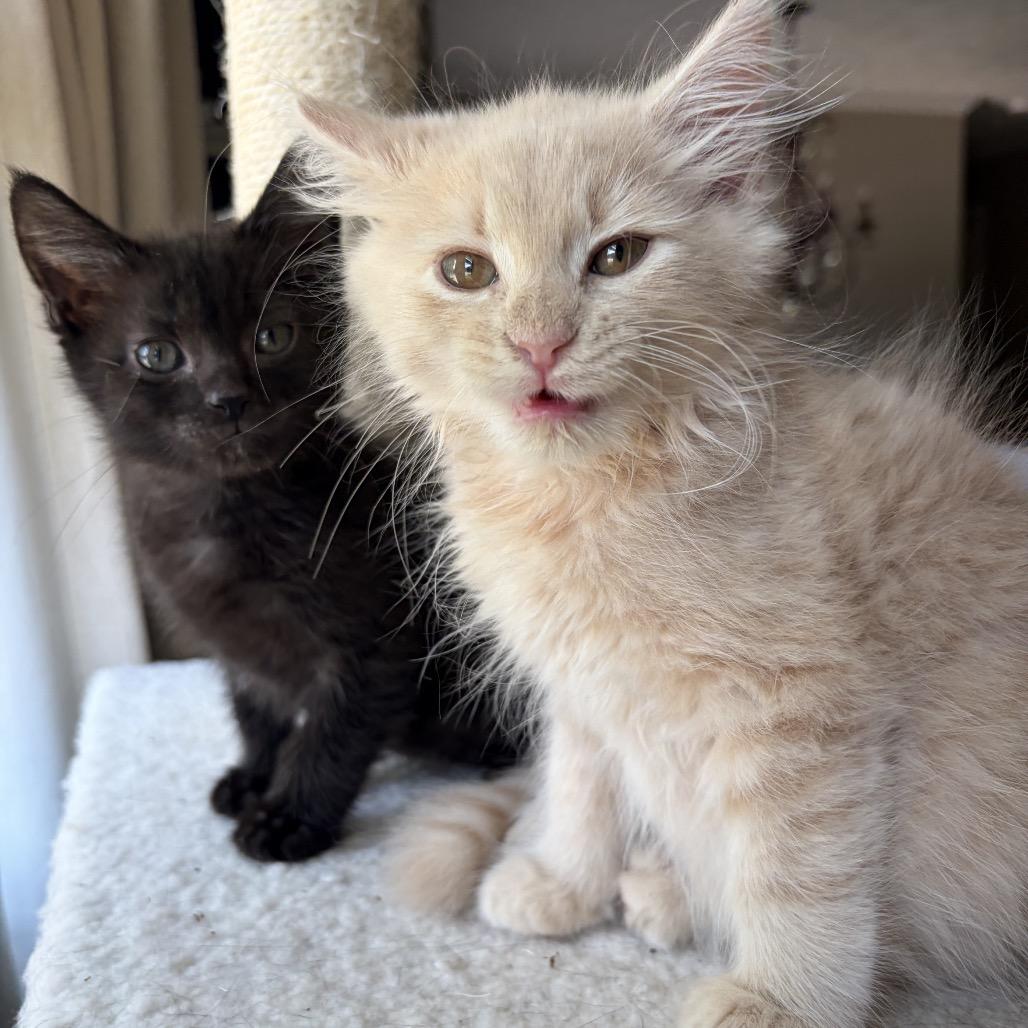 Enlarge Gloria (bonded w/Fork), a Adoptable Domestic Short Hair in Lexington, KY image 1/5