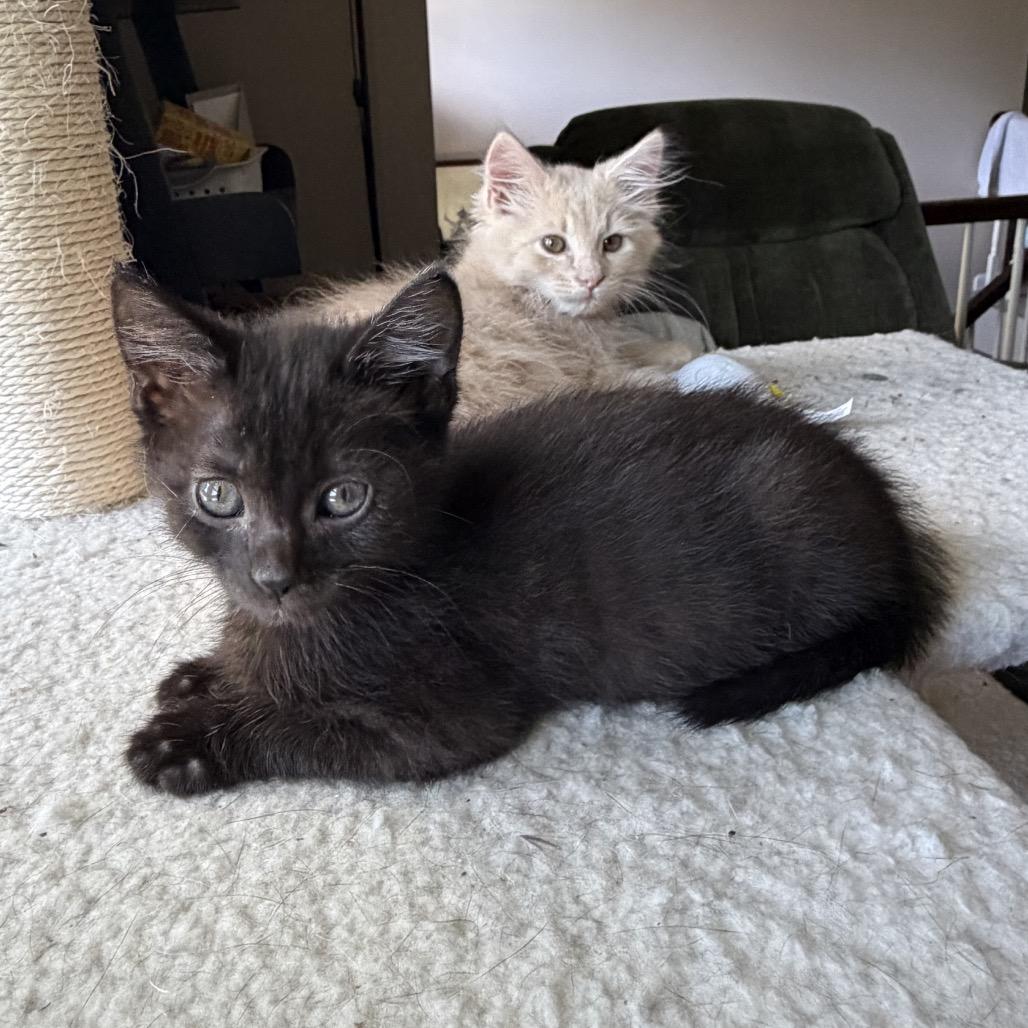Enlarge Gloria (bonded w/Fork), a Adoptable Domestic Short Hair in Lexington, KY image 2/5