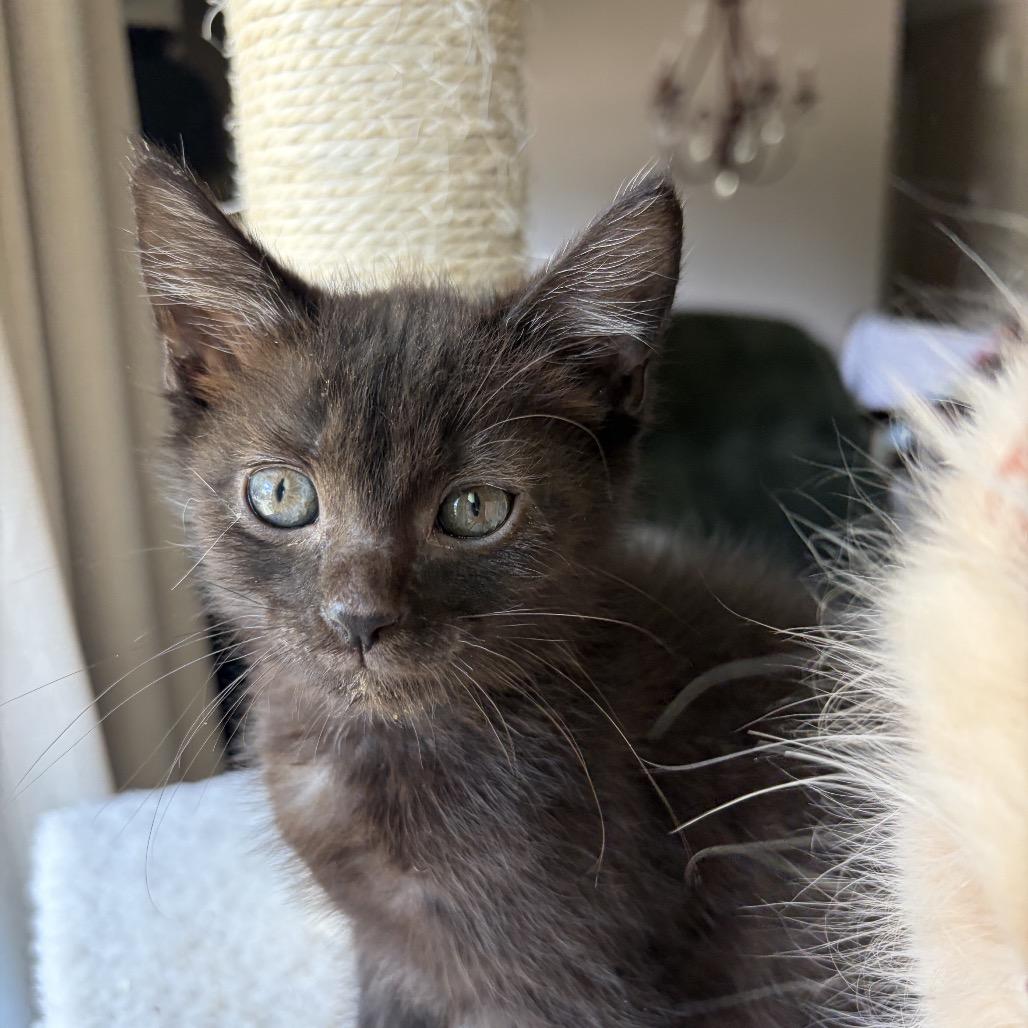 Enlarge Gloria (bonded w/Fork), a Adoptable Domestic Short Hair in Lexington, KY image 3/5