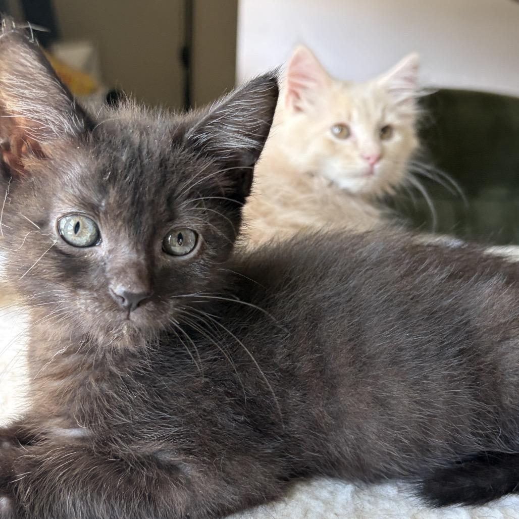 Enlarge Gloria (bonded w/Fork), a Adoptable Domestic Short Hair in Lexington, KY image 4/5