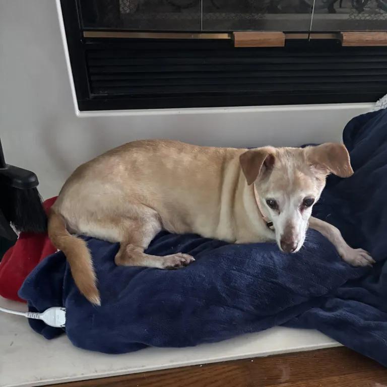 Enlarge Gus, a ADOPTABLE mixed breed in Port Charlotte, FL image 4/4