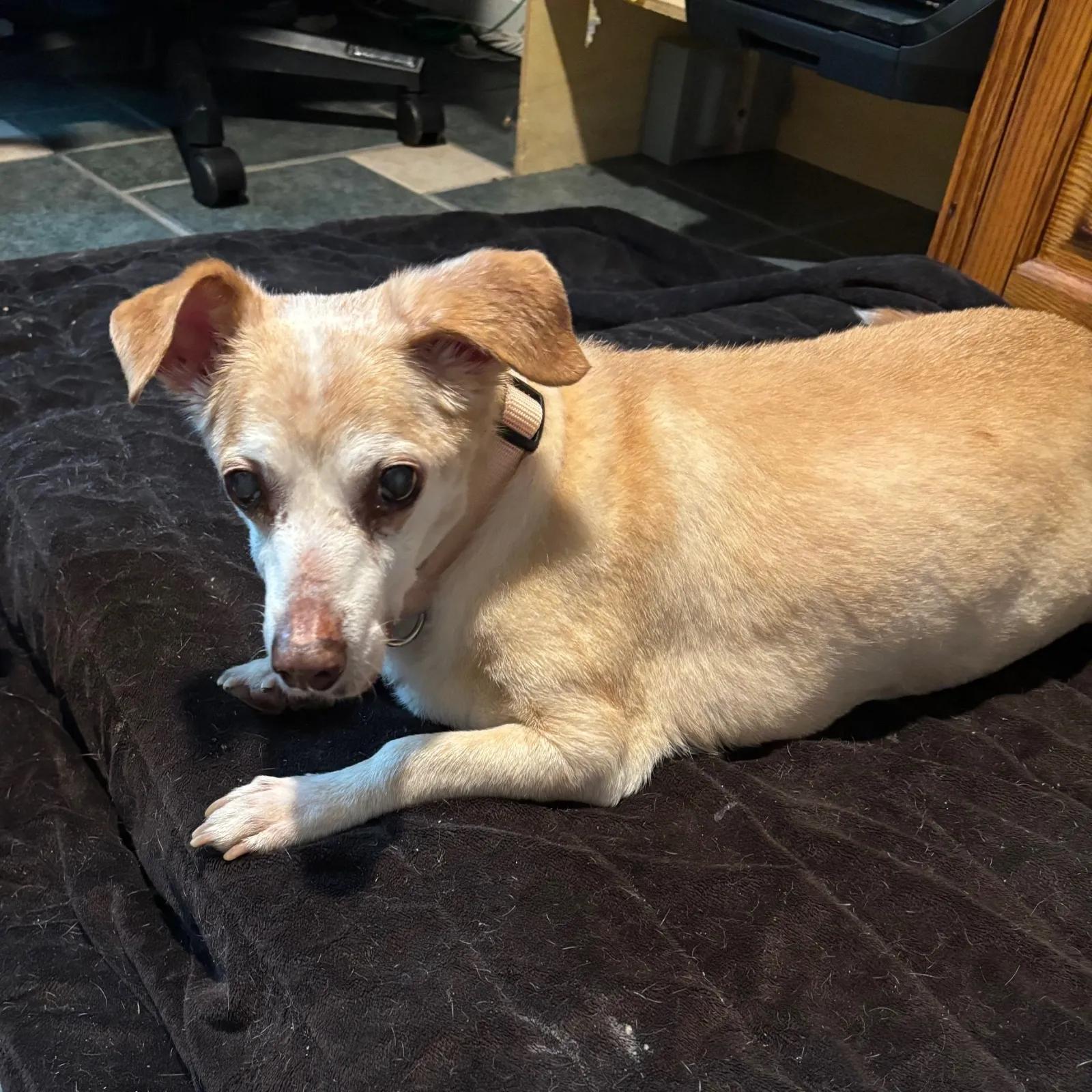 Gus, ADOPTABLE, Senior Male Dachshund.