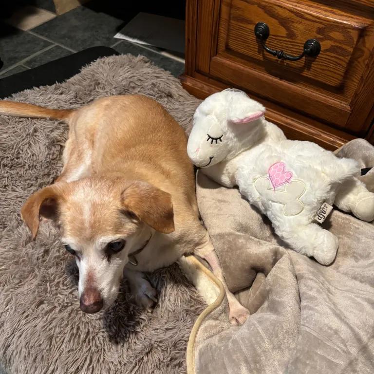 Enlarge Gus, a ADOPTABLE mixed breed in Port Charlotte, FL image 2/4