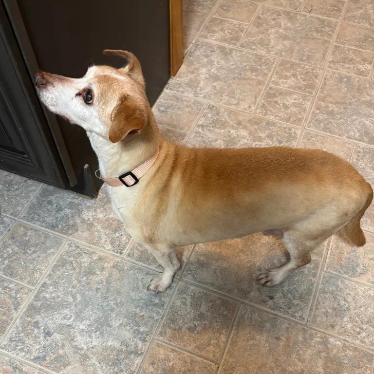 Enlarge Gus, a ADOPTABLE mixed breed in Port Charlotte, FL image 3/4