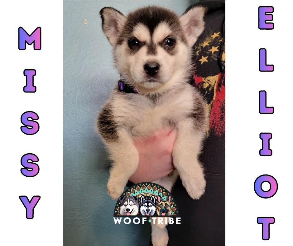 💜🎤 MISSY ELLIOT 🎤💜, ADOPTABLE, Puppy Female Siberian Husky.