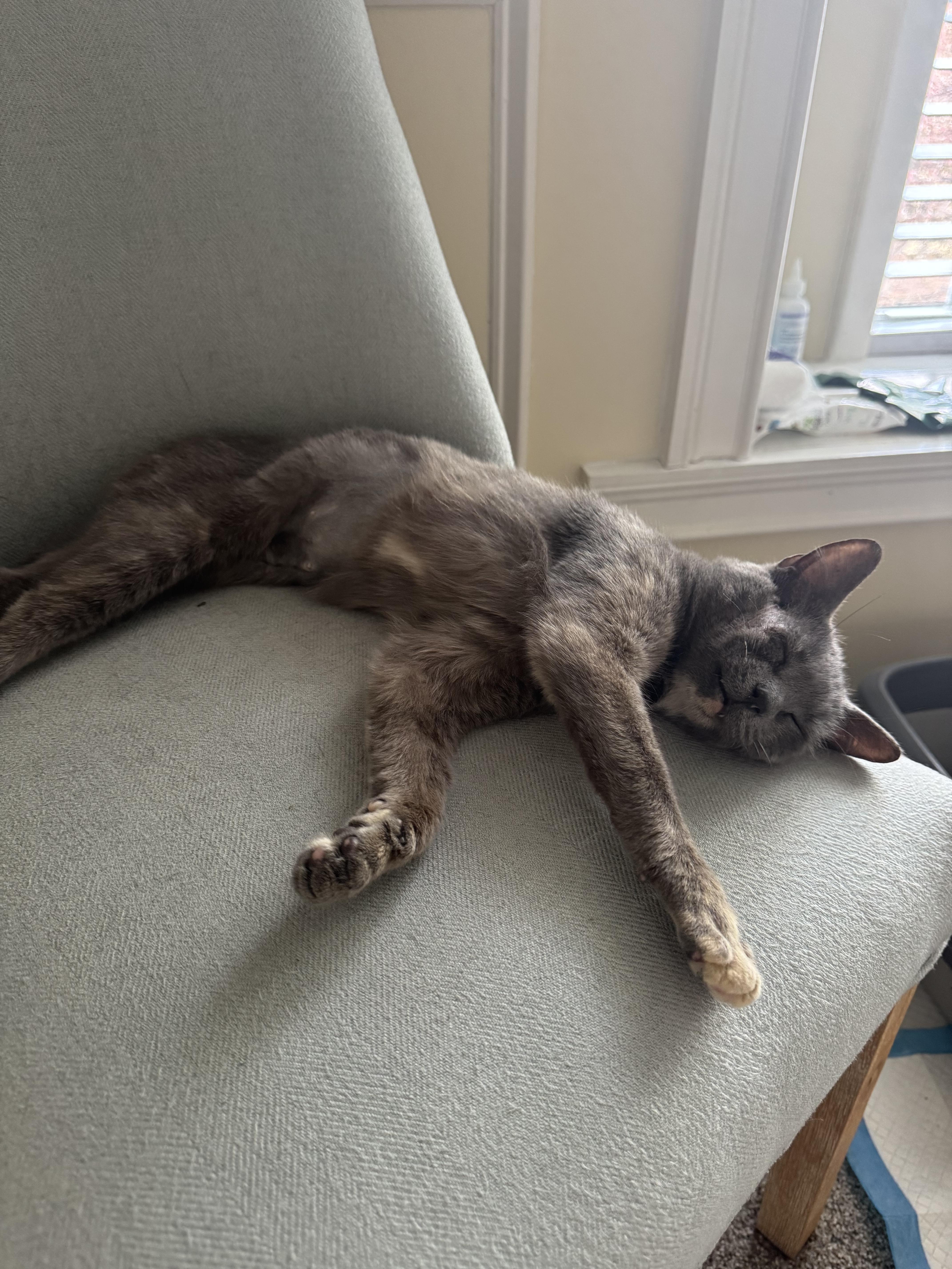 Enlarge Millie , a ADOPTABLE Domestic Short Hair in Clifton, NJ image 3/5