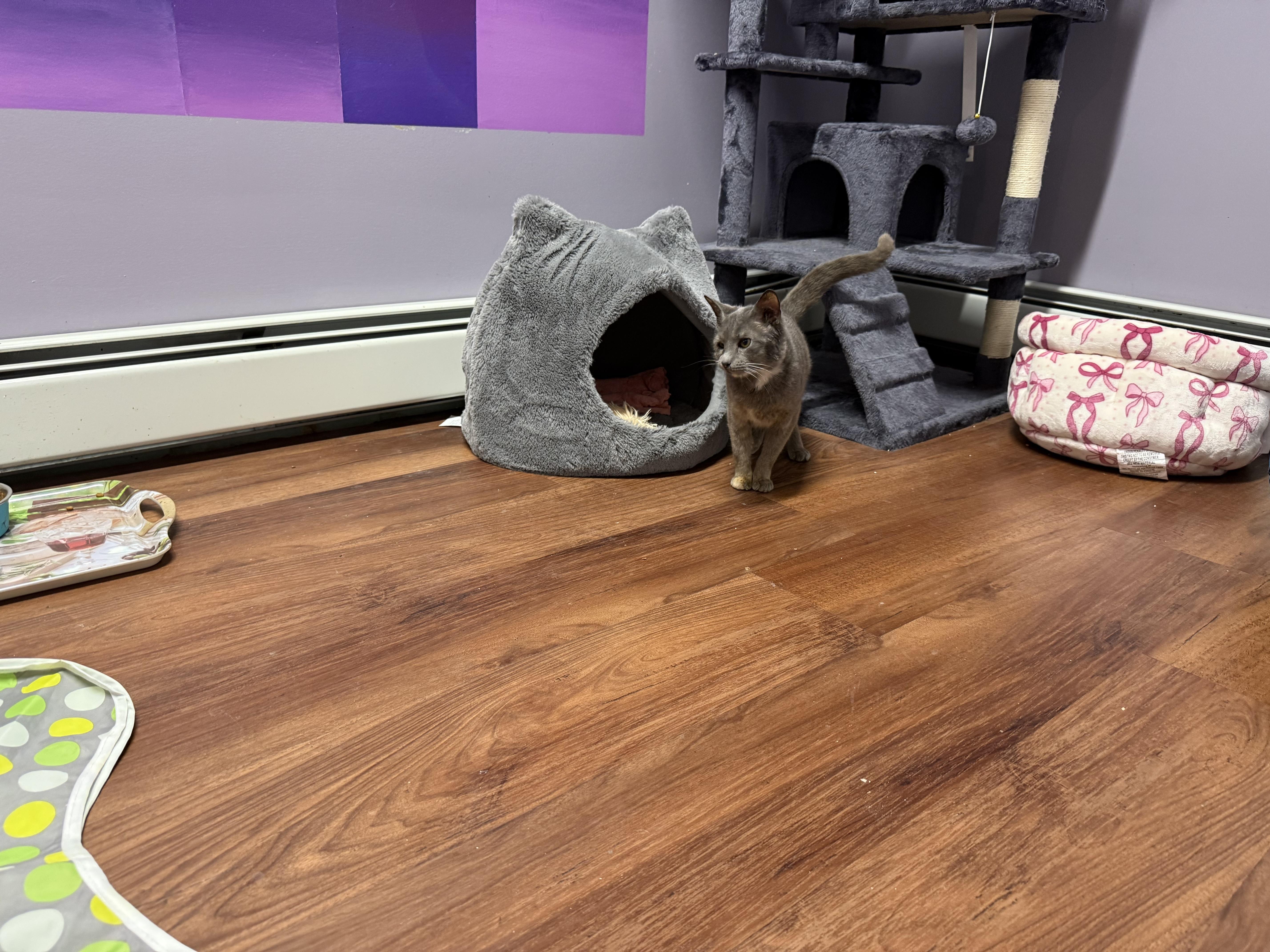 Enlarge Millie , a ADOPTABLE Domestic Short Hair in Clifton, NJ image 5/5