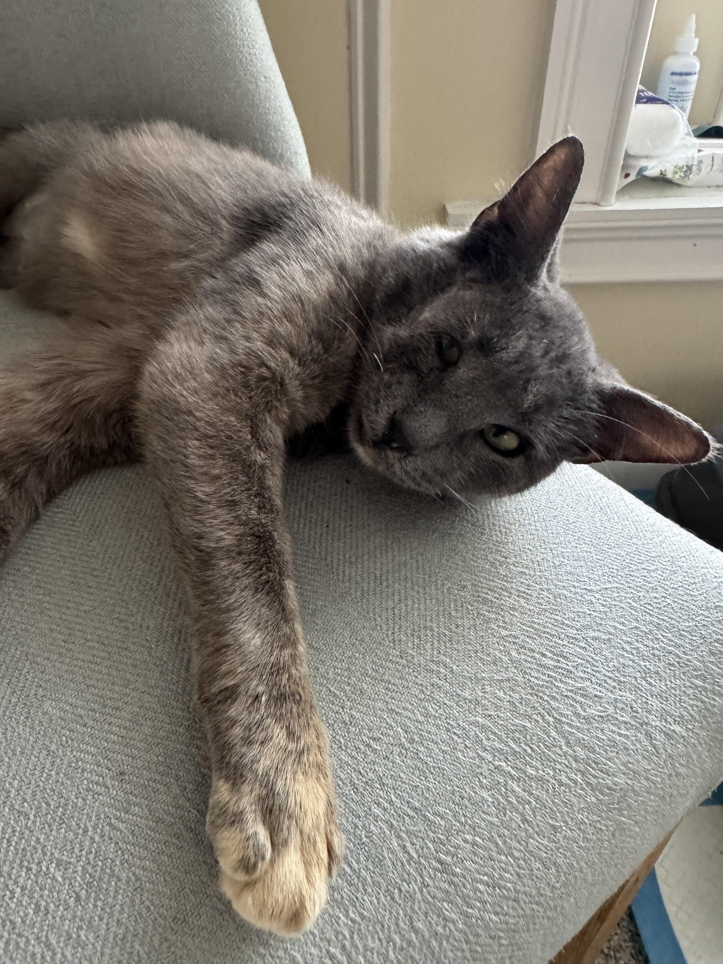 Enlarge Millie , a ADOPTABLE Domestic Short Hair in Clifton, NJ image 4/5