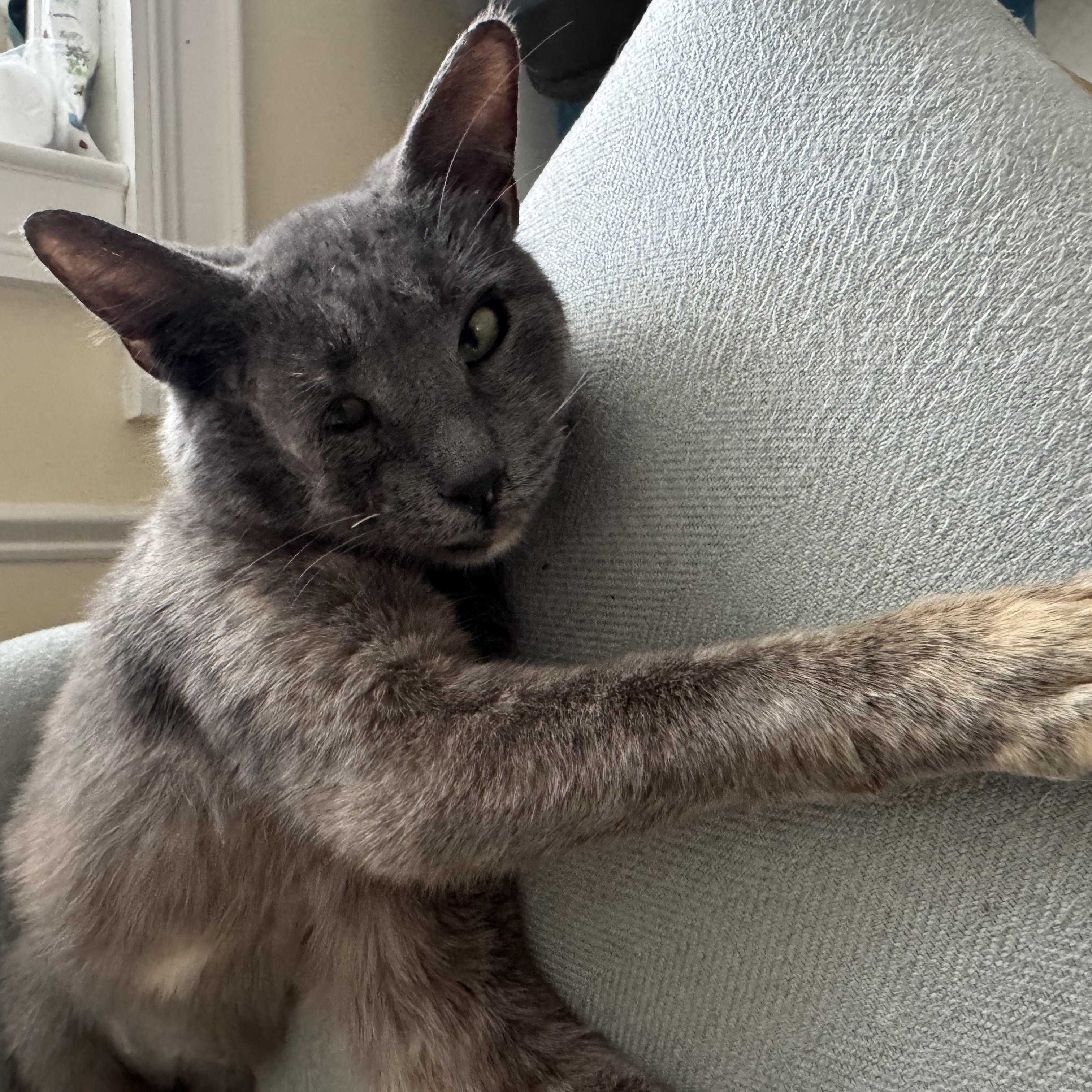 Enlarge Millie , a ADOPTABLE Domestic Short Hair in Clifton, NJ image 3/5