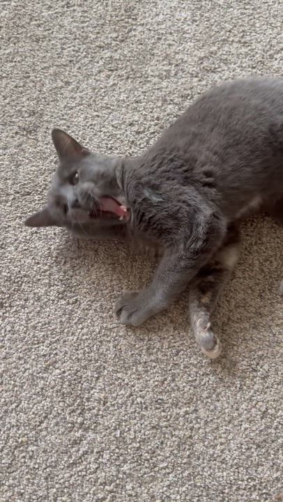 Enlarge Millie , a ADOPTABLE Domestic Short Hair in Clifton, NJ video 5/5
