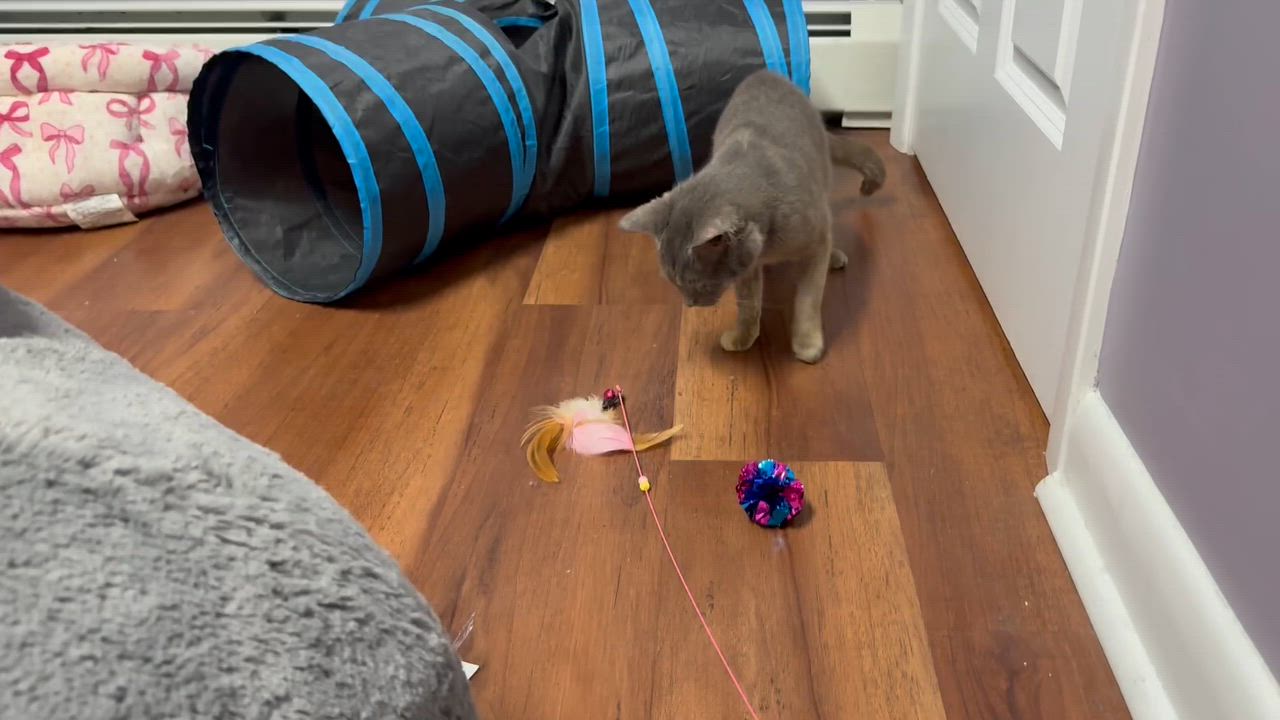 Enlarge Millie , a ADOPTABLE Domestic Short Hair in Clifton, NJ video 2/5