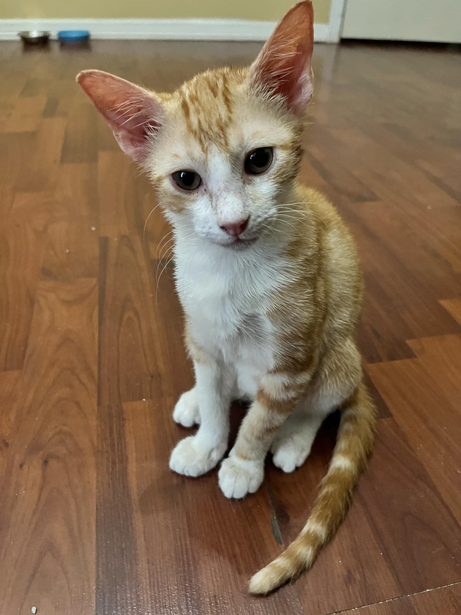 Tangerine/Habenero, Adoptable, Kitten Female Domestic Short Hair.