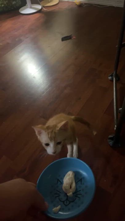 Enlarge Tangerine/Habenero, a Adoptable Domestic Short Hair in Mabank, TX video 3/3